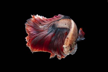 Siyah arka planda izole edilmiş çok renkli dövüşçü balıklar..