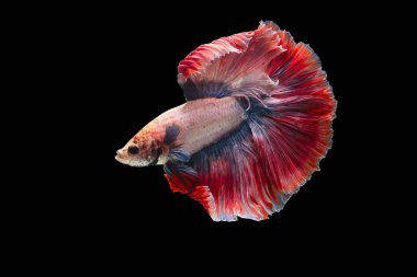 Pink batte fish has color blue and pink at tails, isolated on a black background. File contains a clipping path.