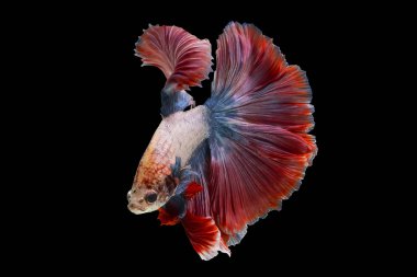 Multi-colored fighting fish, isolated on a black background. Fil