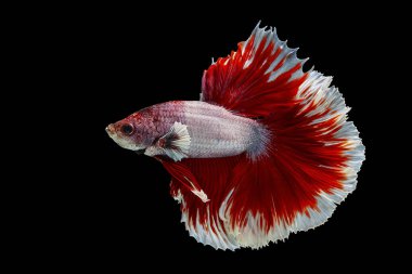 Red and white betta fish, Siamese fighting fish, betta splendens (Halfmoon betta, Pla-kad (biting fish) isolated on black background. File contains a clipping path.
