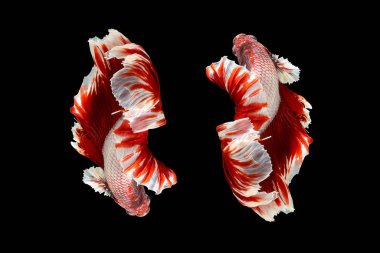 Red and white betta fish, Siamese fighting fish, betta splendens (Halfmoon betta, Pla-kad (biting fish) isolated on black background. File contains a clipping path.