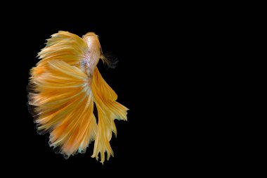 Golden yellow betta fish, betta splendens (Halfmoon betta),Pla-kad, biting fish, Thai popular aquarium fish isolated on black background.  File contains a clipping path.