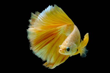 Golden yellow betta fish, betta splendens (Halfmoon betta),Pla-kad, biting fish, Thai popular aquarium fish isolated on black background.  File contains a clipping path.