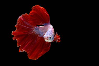 Red and white betta fish, Siamese fighting fish, betta splendens (Halfmoon betta, Pla-kad (biting fish) isolated on black background. File contains a clipping path.