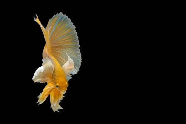 Yellow Betta Fish Siamese Fighting Fish Betta Splendens Halfmoon Betta — Stock Photo, Image