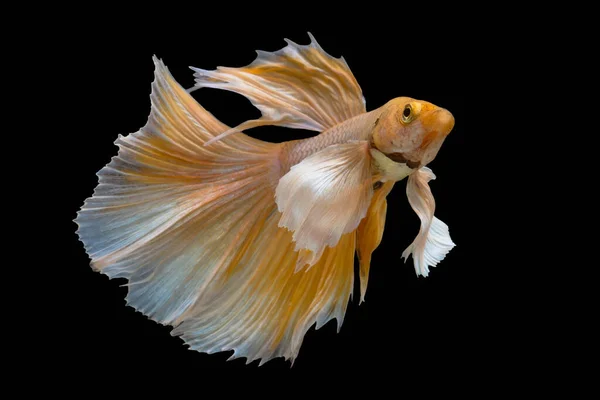 Yellow betta fish, Siamese fighting fish, betta splendens (Halfm — Stock Photo, Image