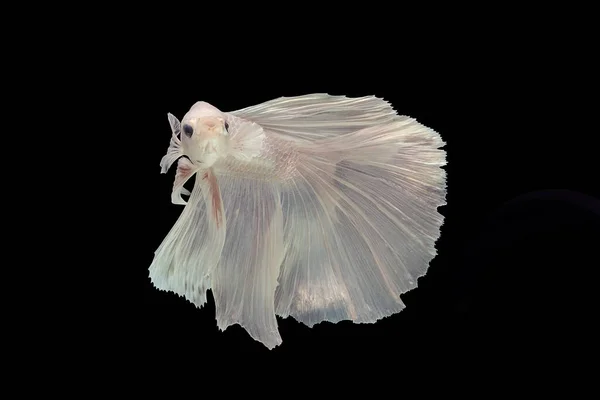 White Betta Fish Siamese Fighting Fish Betta Splendens Halfmoon Betta — Stok fotoğraf