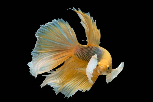 Yellow betta fish, Siamese fighting fish, betta splendens (Halfm — 스톡 사진