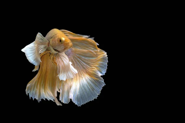 Yellow Betta Fish Siamese Fighting Fish Betta Splendens Halfmoon Betta — Stock Photo, Image