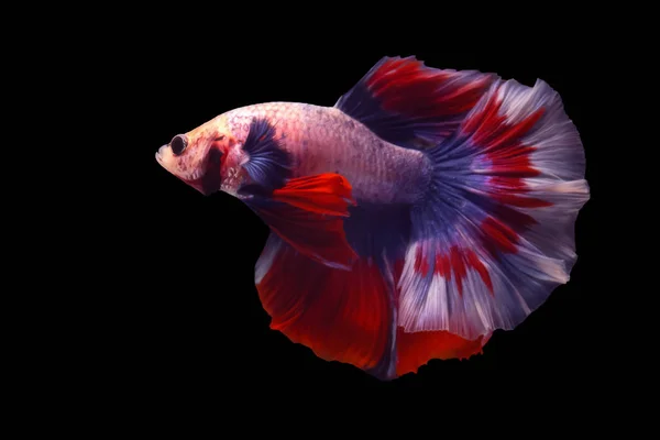 Multi-colored fighting fish, isolated on a black background. — Stock Photo, Image