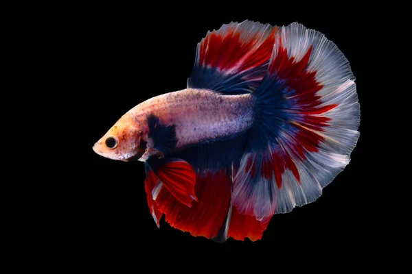 Разноцветная боевая рыба, изолированная на черном фоне. — стоковое фото