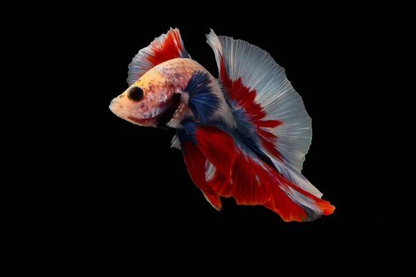 Multi-colored fighting fish, isolated on a black background. — Stock Photo, Image