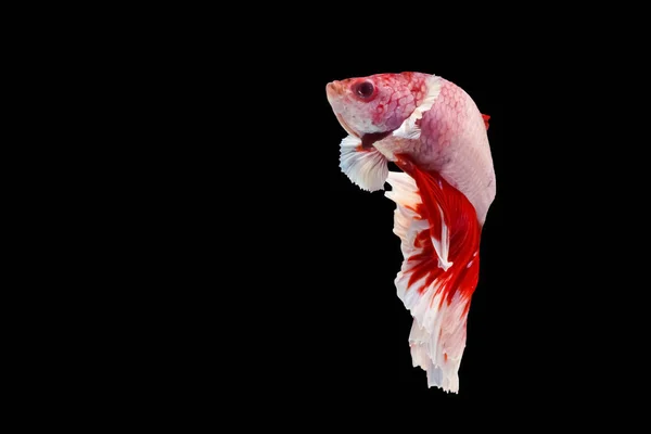 Pesce betta rosso e bianco, pesce combattente siamese, betta splendens — Foto Stock