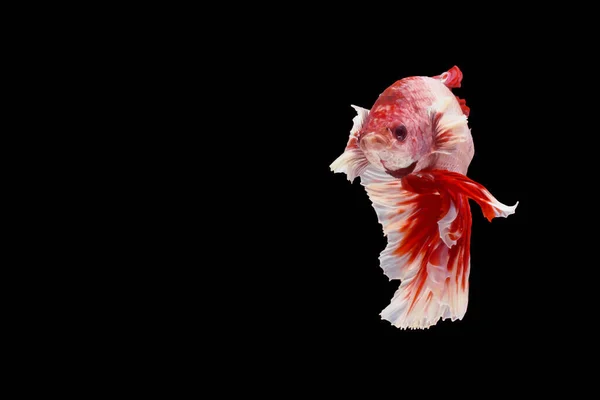 Κόκκινο και άσπρο betta ψάρια, σιαμαία ψάρια αγωνίζονται, betta splendens — Φωτογραφία Αρχείου