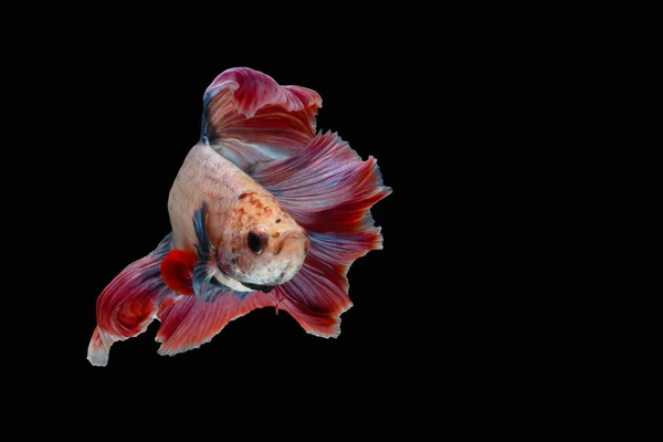 Peixes Combate Multicoloridos Isolados Sobre Fundo Preto — Fotografia de Stock