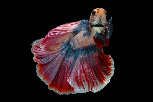 Mnohobarevné bojové ryby, izolované na černém pozadí. — Stock fotografie