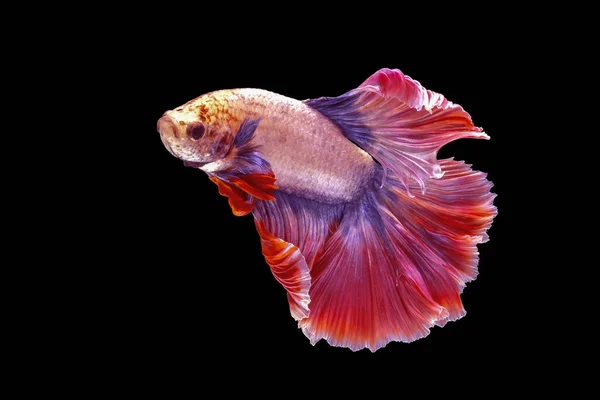 Pink Batte Fish Has Color Blue Pink Tails Isolated Black — Stockfoto
