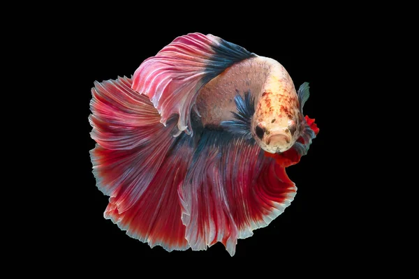 Multi-colored fighting fish, isolated on a black background. — Stock Photo, Image
