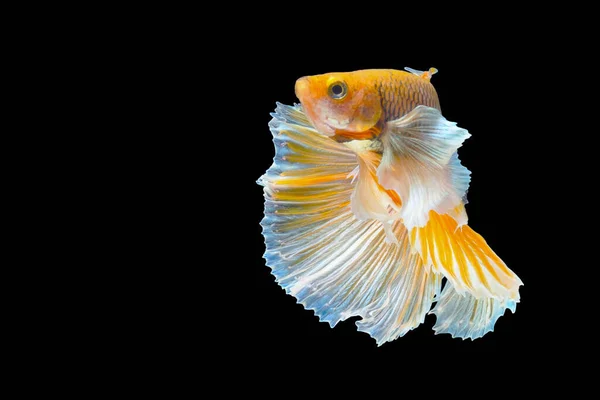 Yellow Betta Fish Siamese Fighting Fish Betta Splendens Halfmoon Betta — Stock Photo, Image