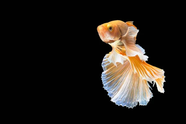 Жовта Риба Бета Сіамська Бойова Риба Чудова Бета Версія Halfmoon — стокове фото