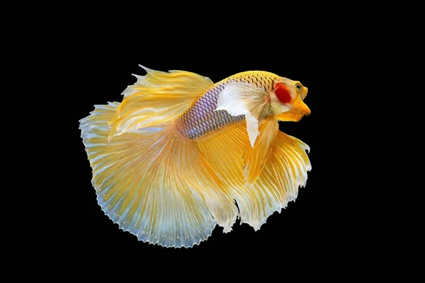 Жовтий Dumbo Betta Siamese Бореться Рибою Бетта Пишнота Halfmoon Betta — стокове фото