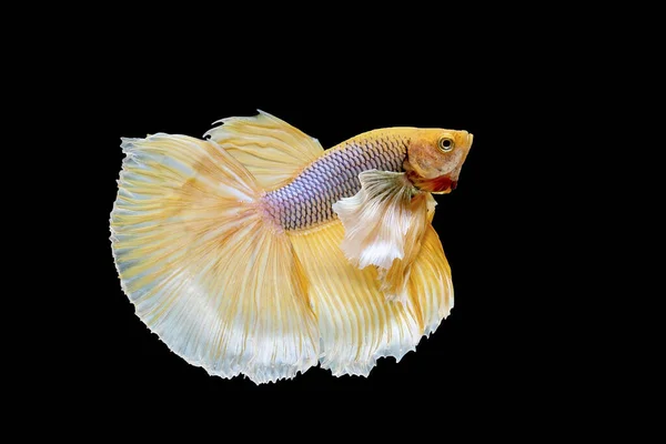 Yellow Dumbo Betta Siamese Fighting Fish Betta Splendens Halfmoon Betta — Stock Photo, Image