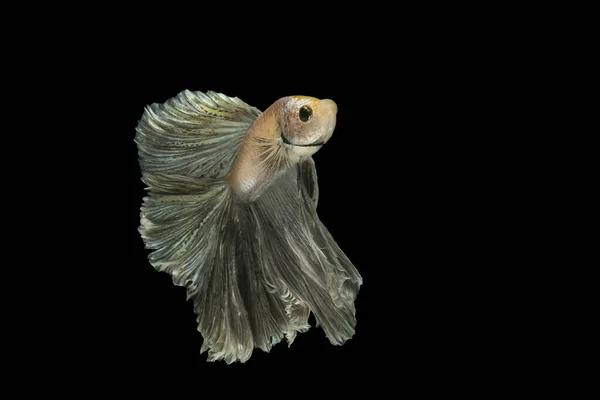 Betta Hal Sziámi Harci Hal Betta Pompás Halfmoon Betta Pla — Stock Fotó