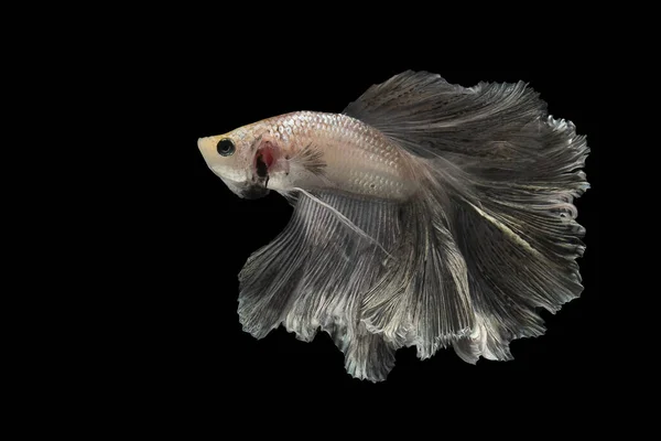 Betta Fish Siamesische Kampffische Betta Splendens Halbmondbetta Pla Kad Beißender — Stockfoto