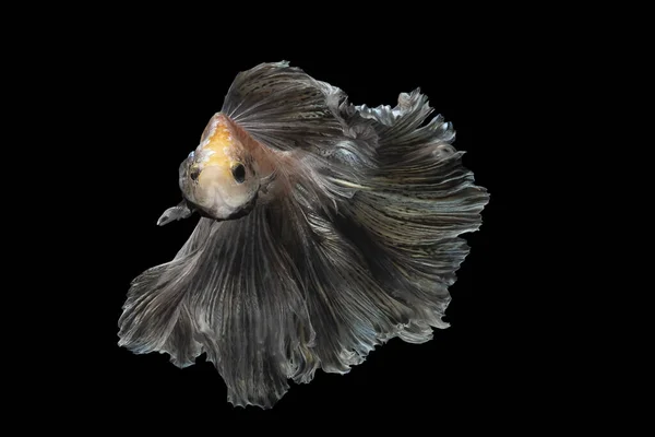 Betta poisson, poisson de combat siamois, betta splendens (pari de demi-lune — Photo