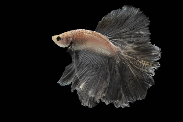 Betta Fish Siamese Fighting Fish Betta Splendens Halfmoon Betta Pla — Stockfoto