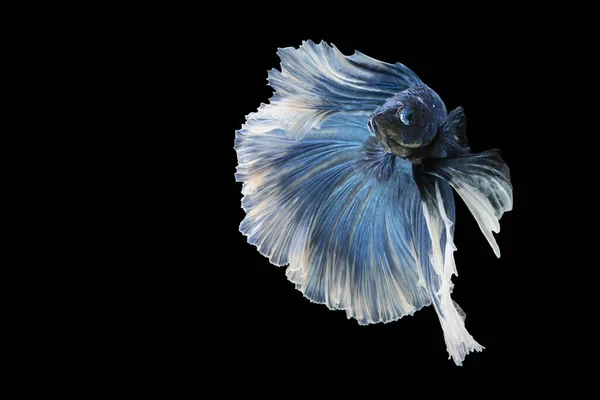 Μπλε Betta Ψάρια Σιαμαία Ψάρια Που Αγωνίζονται Betta Splendens Halfmoon — Φωτογραφία Αρχείου