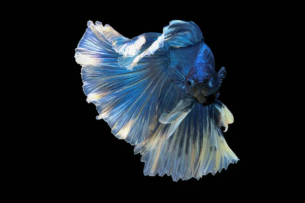 Μπλε Betta Ψάρια Σιαμαία Ψάρια Που Αγωνίζονται Betta Splendens Halfmoon — Φωτογραφία Αρχείου