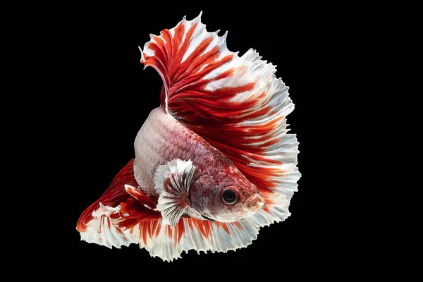 Peces Betta Rojos Blancos Peces Siameses Lucha Betta Splendens Halfmoon —  Fotos de Stock