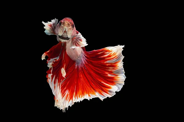 Red White Betta Fish Siamese Fighting Fish Betta Splendens Halfmoon — ストック写真