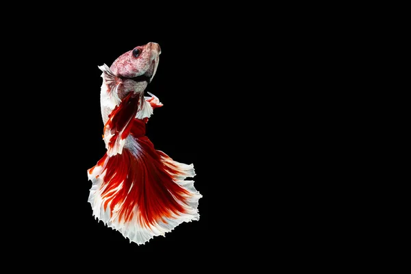 Red White Betta Fish Siamese Fighting Fish Betta Splendens Halfmoon — ストック写真