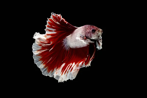 Red White Betta Fish Siamese Fighting Fish Betta Splendens Halfmoon — ストック写真