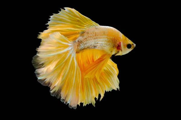 Golden Yellow Betta Fish Betta Splendens Halfmoon Betta Pla Kad — 스톡 사진
