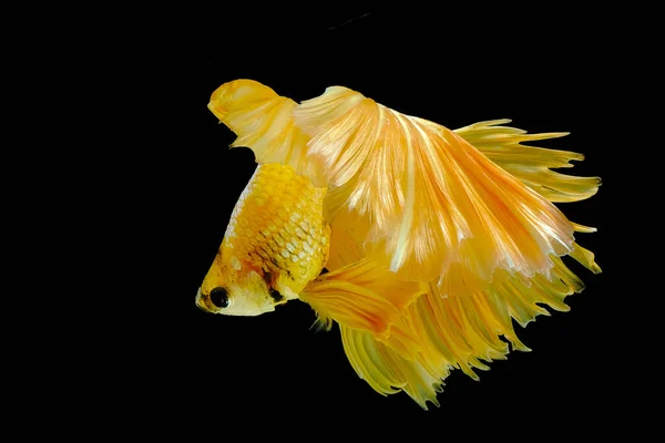 Peixe Betta Amarelo Dourado Betta Splendens Halfmoon Betta Pla Kad — Fotografia de Stock