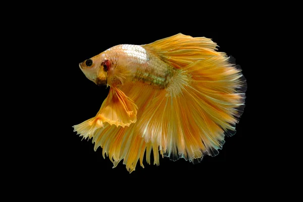 Golden Yellow Betta Fish Betta Splendens Halfmoon Betta Pla Kad — 스톡 사진