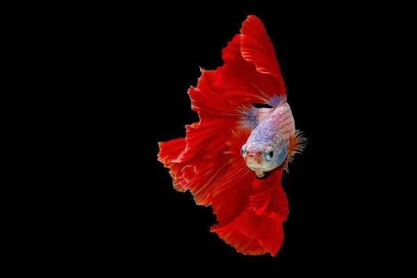 Червоні Білі Бетта Риби Сіамські Воюють Рибою Бетта Сплески Halfmoon — стокове фото