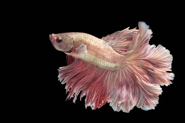 Pink gold betta fish, Siamese fighting fish, betta splendens (Ha Stock Picture