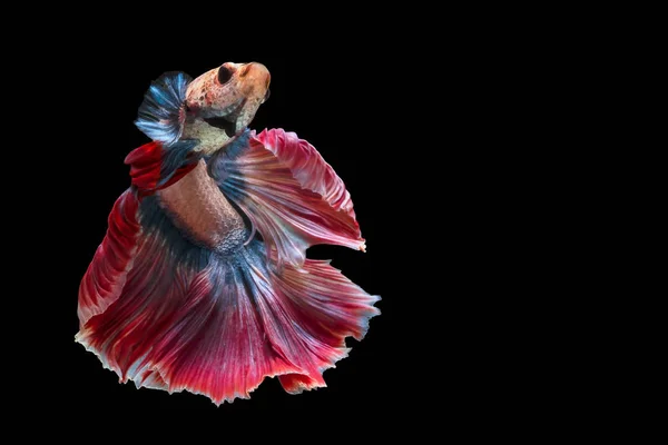 Multi-colored fighting fish, isolated on a black background. Royalty Free Stock Photos
