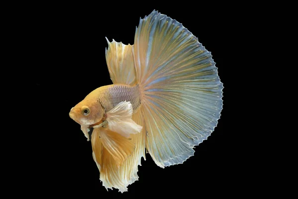 Stockfotos Betta Splendens Half Moon Bilder Stockfotografie Betta Splendens Half Moon Lizenzfreie Fotos Seite 6 Depositphotos