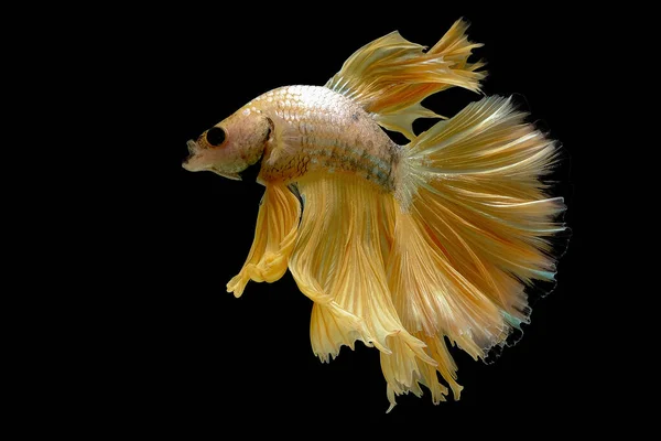 Siamese Fighting Fish Yellow Betta Fish Betta Splendens Halfmoon Betta Royalty Free Stock Images