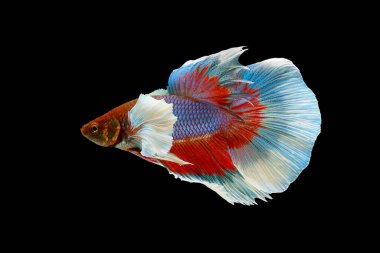 Multi-color Dumbo Betta Siamese fighting fish, betta splendens (Halfmoon betta, Pla-kad (biting fish) isolated on black background. File contains a clipping path.