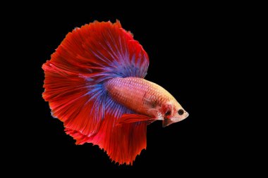 Kırmızı ve mavi kuyruklu betta balığı, Siyam dövüş balığı, betta splendens (Halfmoon betta, Pla-kad (ısıran balık) siyah arka planda izole. Dosya bir kırpma yolu içeriyor.