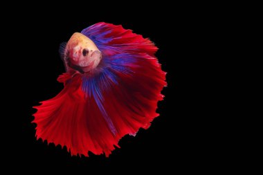 Kırmızı ve mavi kuyruklu betta balığı, Siyam dövüş balığı, betta splendens (Halfmoon betta, Pla-kad (ısıran balık) siyah arka planda izole. Dosya bir kırpma yolu içeriyor.