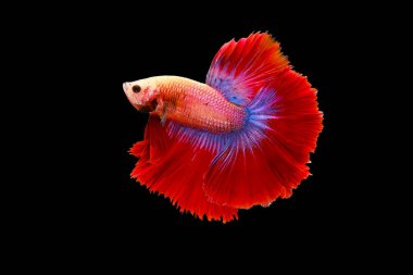Kırmızı ve mavi kuyruklu betta balığı, Siyam dövüş balığı, betta splendens (Halfmoon betta, Pla-kad (ısıran balık) siyah arka planda izole. Dosya bir kırpma yolu içeriyor.