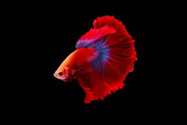 Kırmızı ve mavi kuyruklu betta balığı, Siyam dövüş balığı, betta splendens (Halfmoon betta, Pla-kad (ısıran balık) siyah arka planda izole. Dosya bir kırpma yolu içeriyor.
