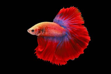 Kırmızı ve mavi kuyruklu betta balığı, Siyam dövüş balığı, betta splendens (Halfmoon betta, Pla-kad (ısıran balık) siyah arka planda izole. Dosya bir kırpma yolu içeriyor.